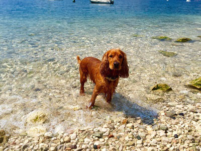 Hund beim Baden im Gardasee